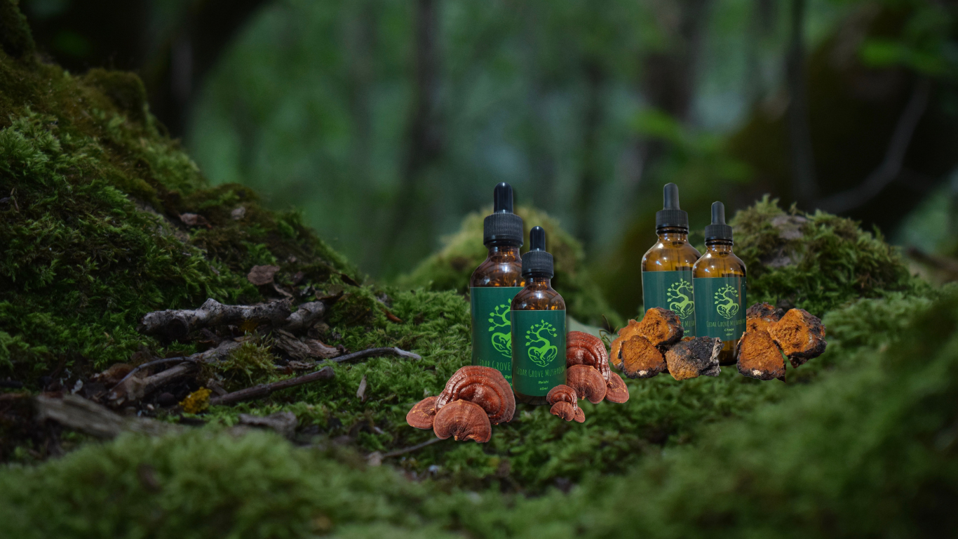 Cedar Grove Mushrooms Chaga and Reishi Tinctures displayed in a dense forested ground.