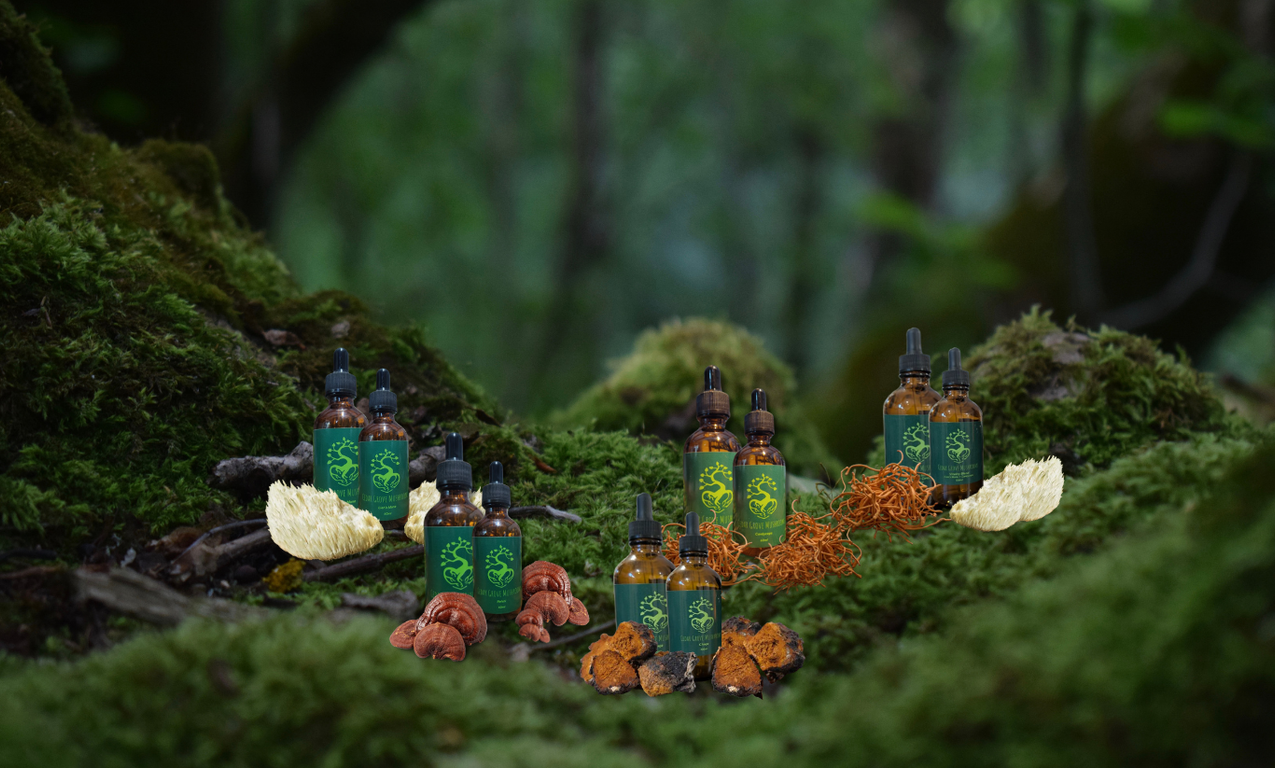A display of all mushroom tinctures offered by Cedar Grove Mushrooms amongst a dense forested ground.