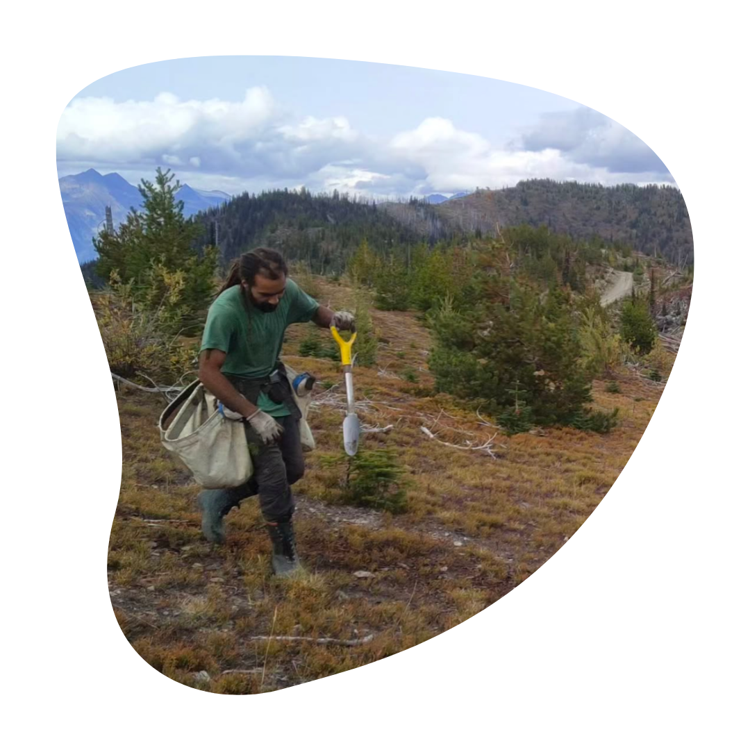 Cedar Grove Mushrooms founder, Jordan tree planting.