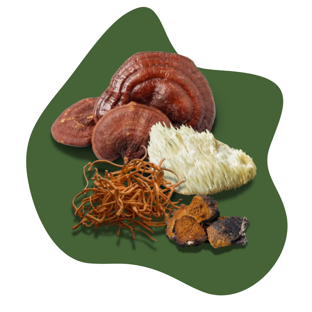 Reishi, Chaga, Lion's Mane, and Cordyceps showcased together. Cedar Grove Mushrooms.