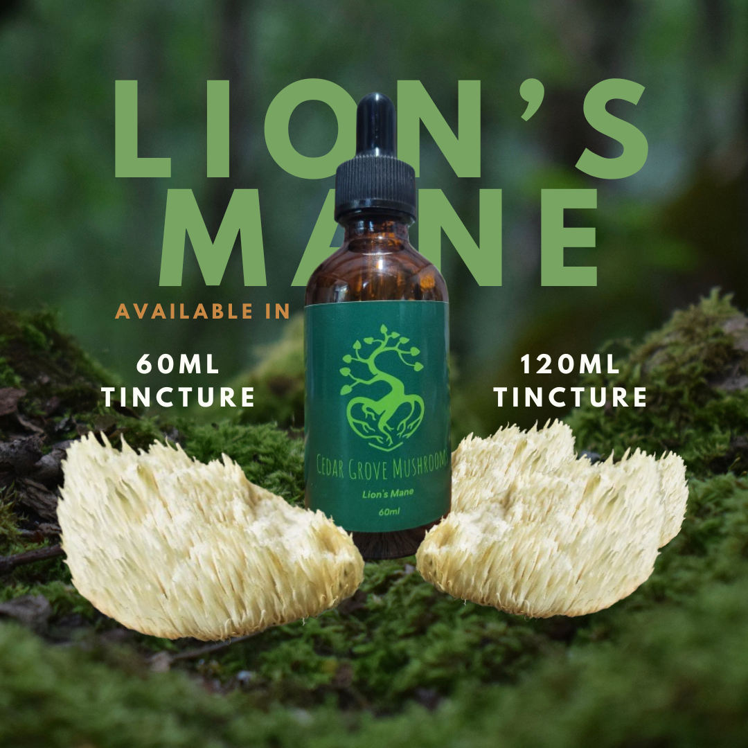 LION’S MANE TINCTURE
