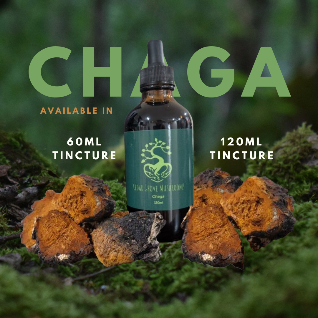 CHAGA TINCTURE