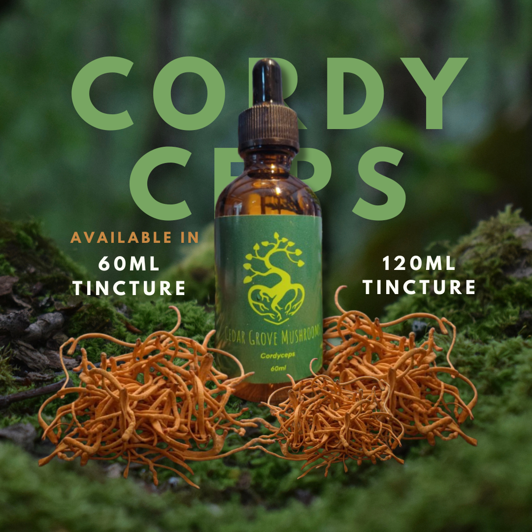 CORDYCEPS TINCTURE