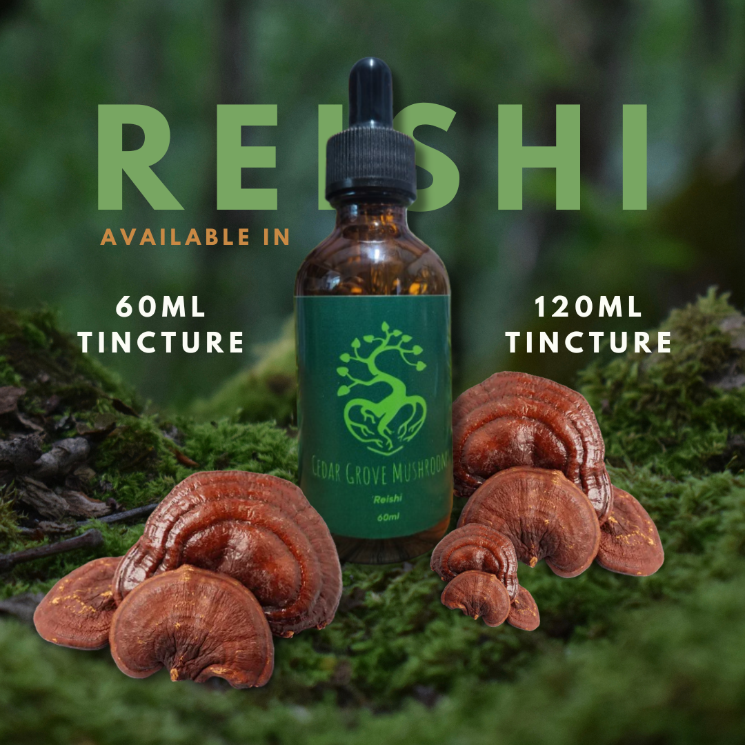 REISHI TINCTURE