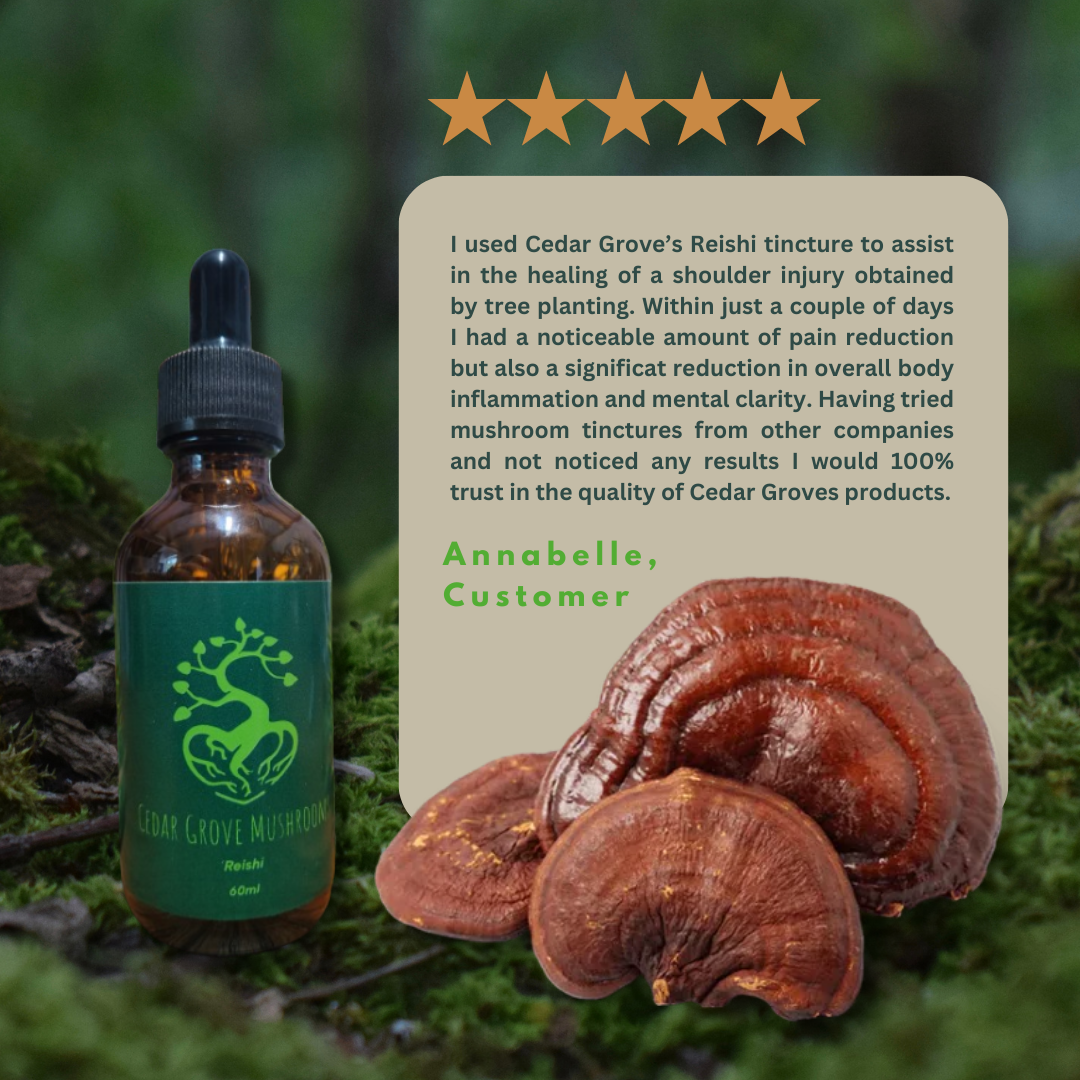 REISHI TINCTURE