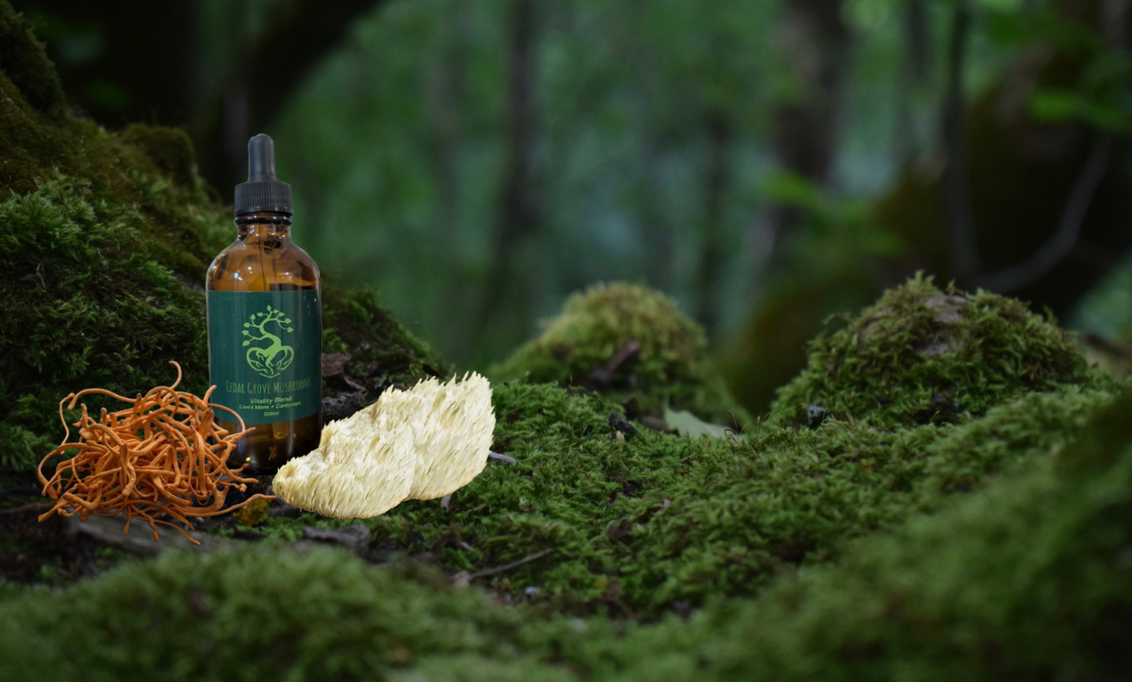A bottle of the new Vitality Blend from Cedar Grove Mushrooms displayed on a dense forested ground with Cordyceps and Lion's Mane Mushrooms.